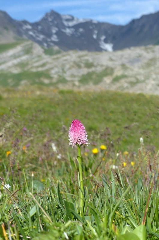 Nigritella corneliana, una regina nelle Alpi occidentali  Savoia francese   luglio 2023.